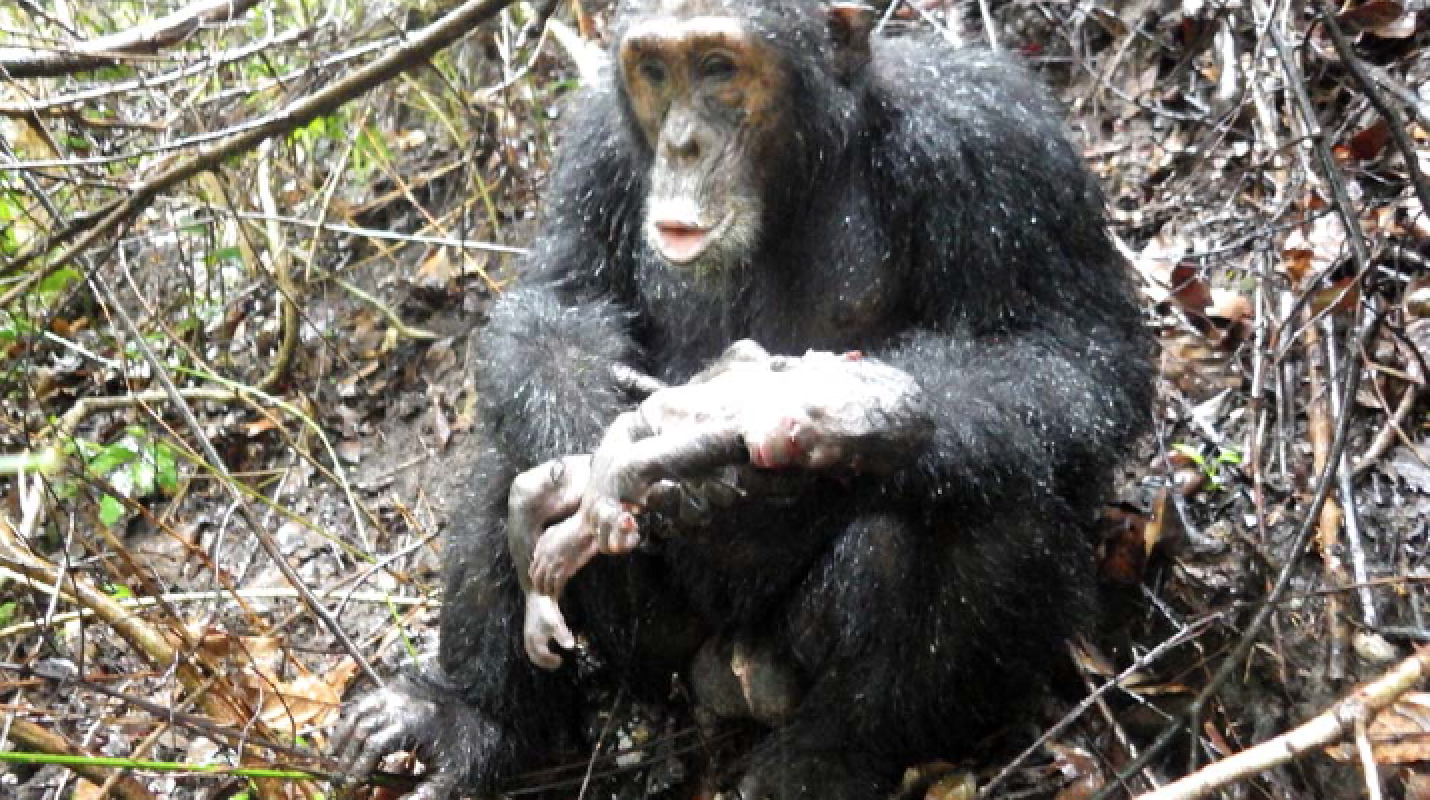 Screen Shot 2018-02-03 at 11.55.38 PM.png